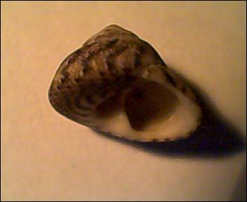 Gibbula da determinare 4